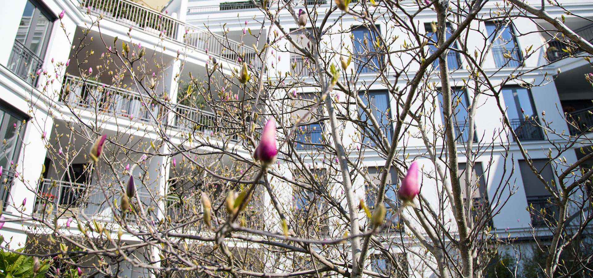 Gartenhof Ksters - Dsseldorf Magnoliengarten