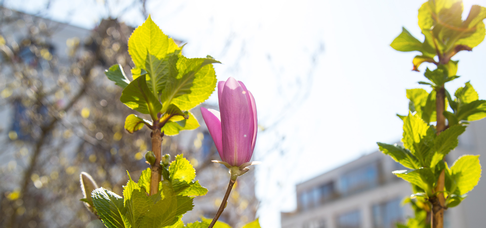 Gartenhof Ksters - Dsseldorf Magnoliengarten